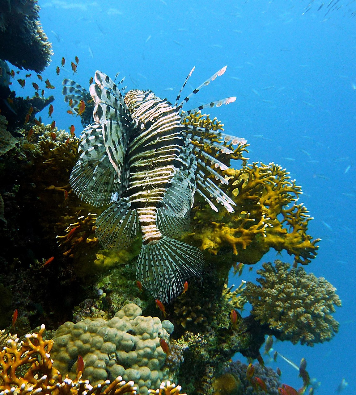 why-choose-us dive, underwater, water, sea, underwater world, lionfish, fish, reef, corals, nature, hunter, poisonous, scuba diving, egypt, animal