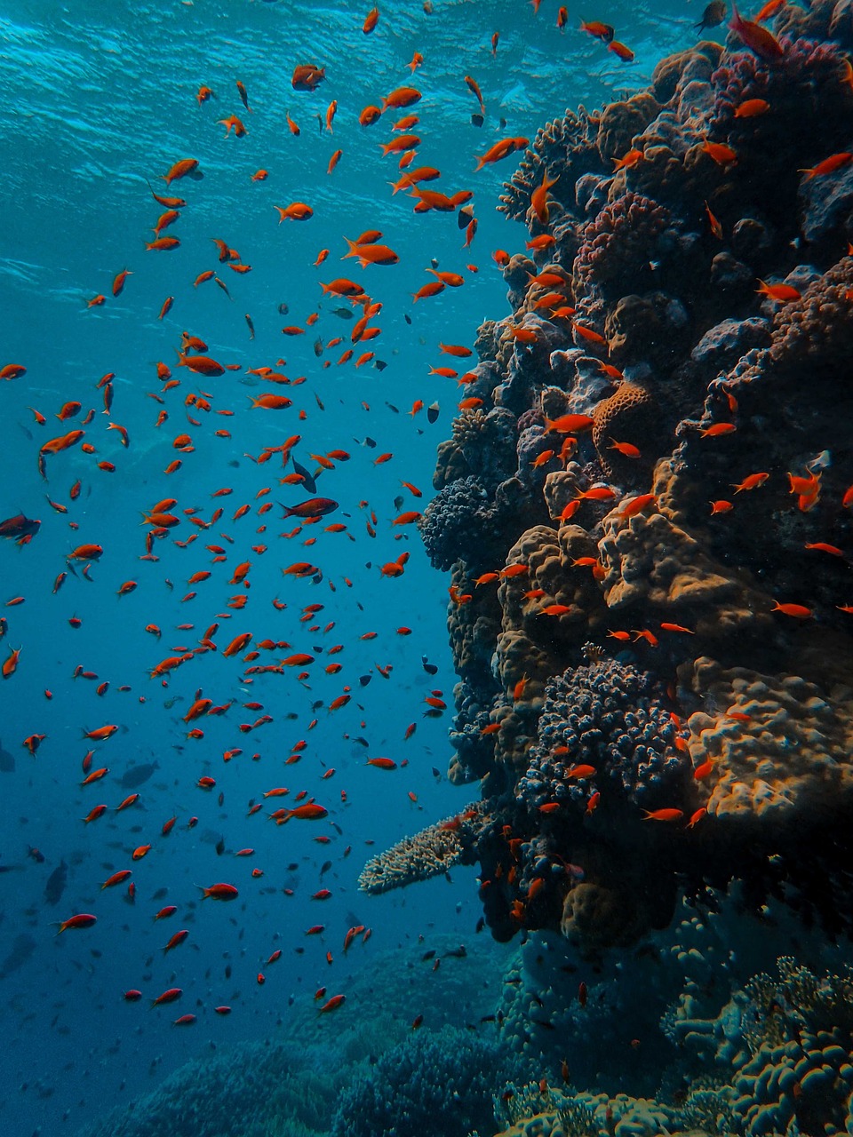 brand-02 underwater, coral, fish, sea, reef, ocean, diving, water, scuba, nature, blue, tropical, marine, red, egypt, colorful, school, deep, red sea, diver, dive, aquatic, colony, color, life, underwater, underwater, coral, fish, fish, fish, fish, diving, egypt, egypt, egypt, egypt, egypt, red sea