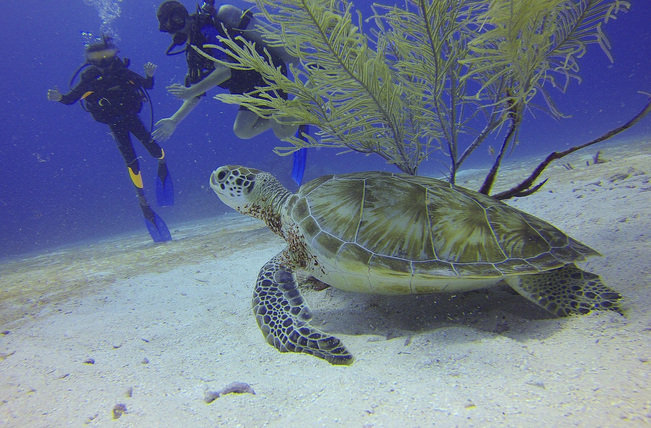 digital-01 turtle, scuba diving, divers, mexico, turtle, turtle, scuba diving, scuba diving, scuba diving, scuba diving, scuba diving, mexico