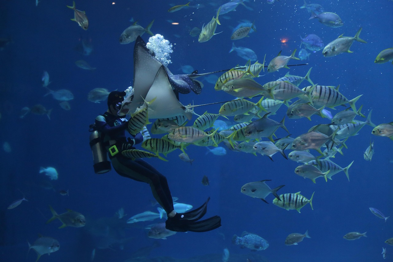 brand-03 stingray, scuba, aquarium, waterworld, sea, fish, creature, nature, aqua, underwater, water, flow, diver, scuba, aquarium, fish, fish, fish, fish, fish, underwater